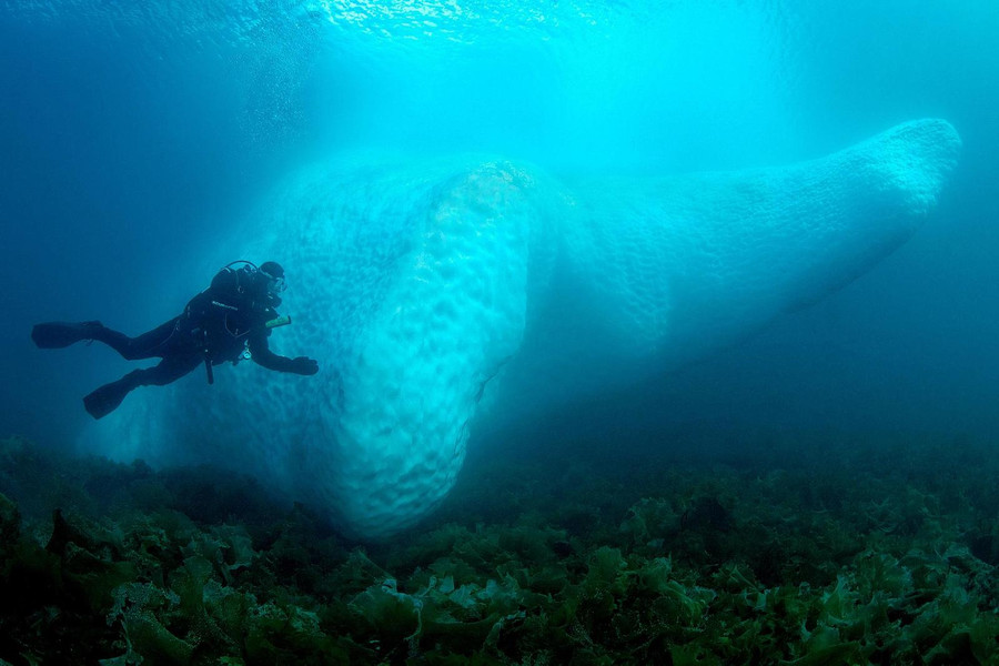 Một thợ lặn bơi bên cạnh tảng băng dưới nước ở Kulusuk, Greenland. Ảnh: Tobias Friedrich. Một thợ lặn bơi bên cạnh tảng băng dưới nước ở Kulusuk, Greenland. Ảnh: Tobias Friedrich.