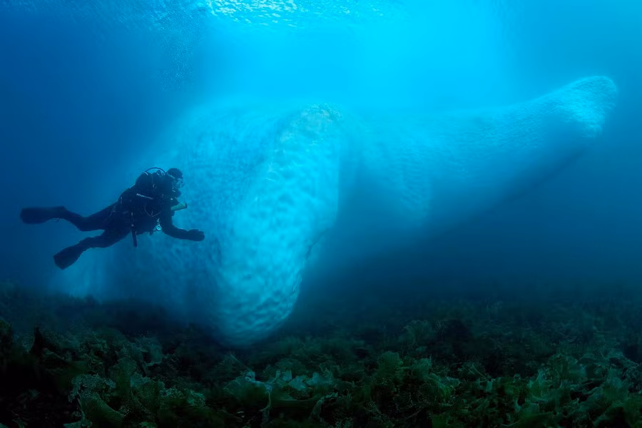 Một thợ lặn bơi bên cạnh tảng băng dưới nước ở Kulusuk, Greenland. Ảnh: Tobias Friedrich.