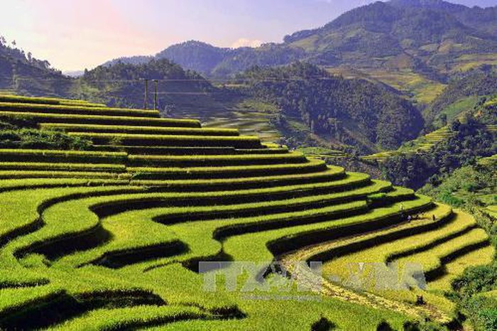 Ruộng bậc thang Mù Căng Chải