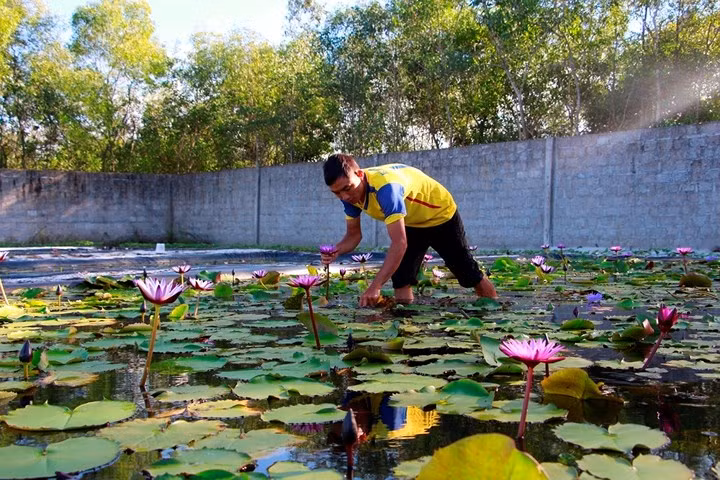  Tận dụng đất tại địa phương bỏ trống, anh Huỳnh Văn Khanh (29 tuổi, xã Vinh Hải, Phú Lộc, Thừa Thiên Huế) đã xây dựng vườn ươm hoa súng rộng hơn một hecta. Hiện vườn có 100 loại với 50 màu sắc.