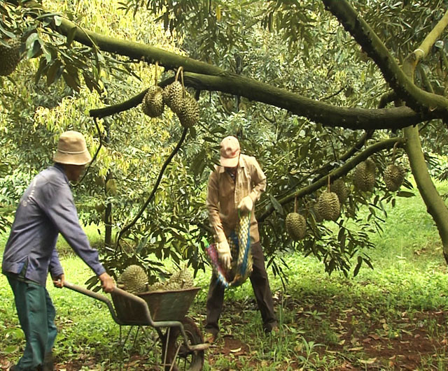 Nông dân Đắk Lắk trồng sầu riêng ở Đắk Lắk vui mừng vì được mùa được giá.
