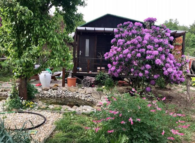 Trên mảnh đất này, ngoài một căn nhà gỗ nhỏ, chị Huyền trồng đủ các loại rau trái Việt. Ở một góc vườn chị tạo hình bản đồ Việt Nam và ngôi sao năm cánh từ những cây sen đá. Trên mảnh đất này, ngoài một căn nhà gỗ nhỏ, chị Huyền trồng đủ các loại rau trái Việt. Ở một góc vườn chị tạo hình bản đồ Việt Nam và ngôi sao năm cánh từ những cây sen đá.