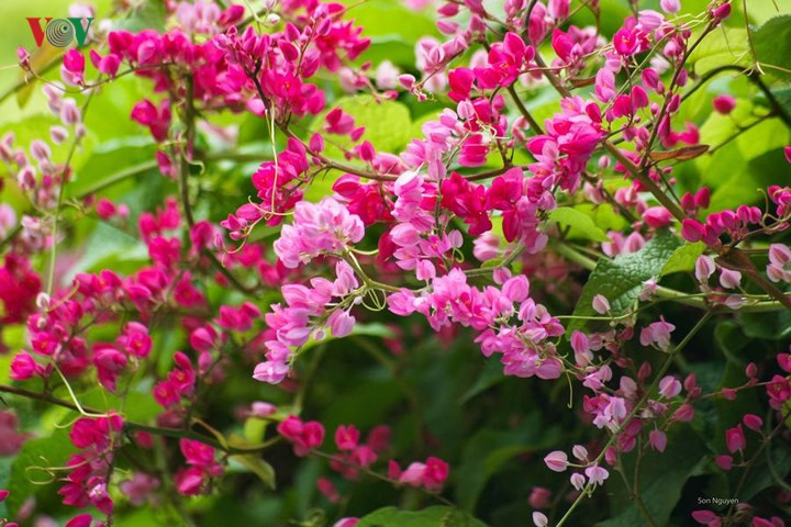  Hai sắc hoa ti-gôn dường như thiết tha hơn trong lòng người khi vào mùa nắng phai.