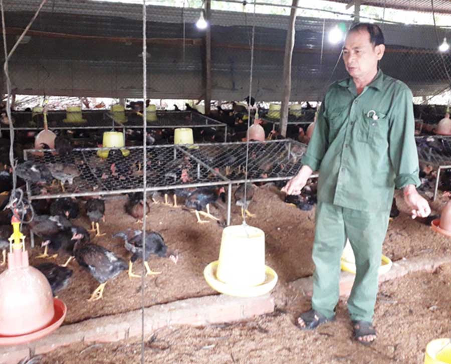  Nhờ nuôi gà trên đệm lót sinh học, mỗi năm gia đình ông Sơn lãi hơn 200 triệu đồng. Ảnh: Hồng Thương