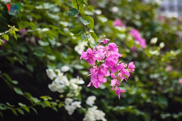 Hoa sữa có mặt trong nhiều bài hát hay nhất về mùa thu Hà Nội. Nhắc đến hoa sữa cũng là liên tưởng đến sự lãng mạn, sâu sắc của người Hà Nội