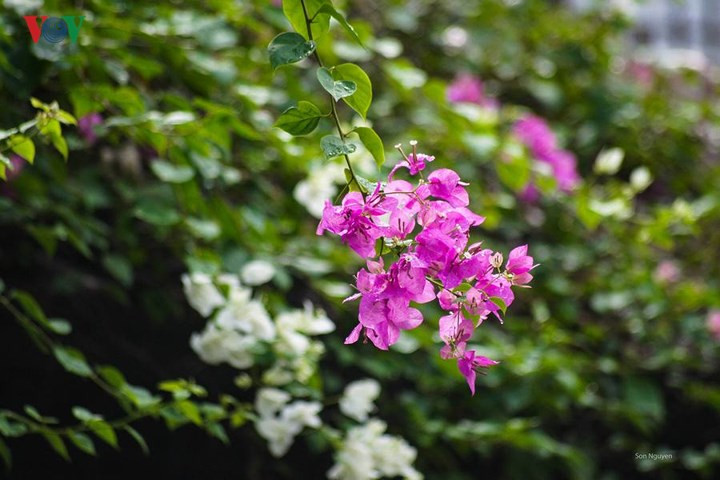 Hoa sữa có mặt trong nhiều bài hát hay nhất về mùa thu Hà Nội. Nhắc đến hoa sữa cũng là liên tưởng đến sự lãng mạn, sâu sắc của người Hà Nội