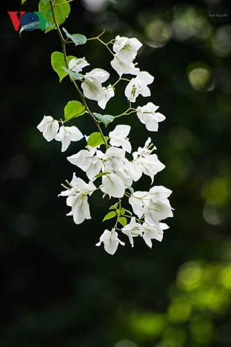 Màu hoa khiến ta liên tưởng đến những ký ức trong trẻo, êm đềm.