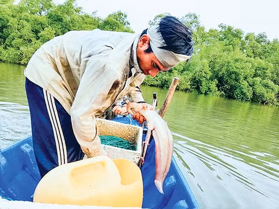 Thành quả giăng câu. 