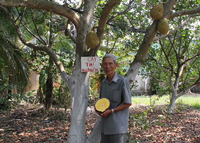 Ông Mẫn bên cây mít không hạt của mình.