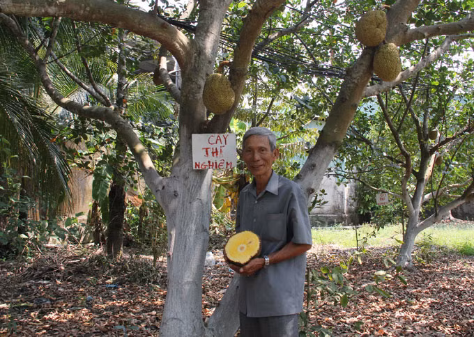 Ông Mẫn bên cây mít không hạt của mình.