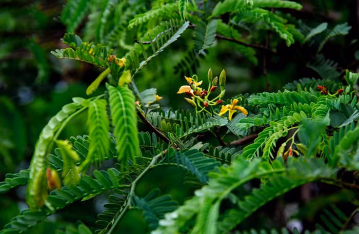 Nhắc về cây me gợi nhớ về những kỷ niệm thời niên thiếu, tuổi học trò...