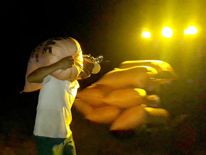 Vác lúa từ chân ruộng chất lên xe tăng bo lúa vào nhà