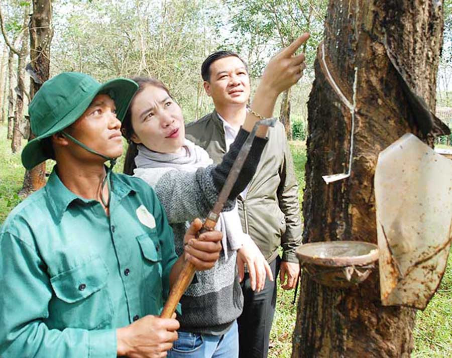  Hướng dẫn kỹ thuật cạo mủ cao su cho công nhân. Ảnh: Đinh Yến
