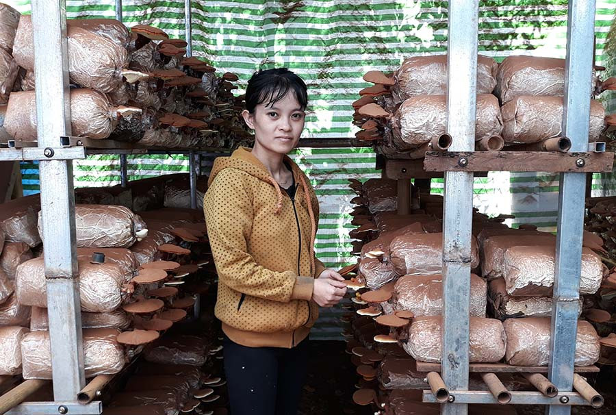 Chị Nguyễn Thị Hoài Phương bên trại nấm Linh chi. Ảnh: Lê Hải