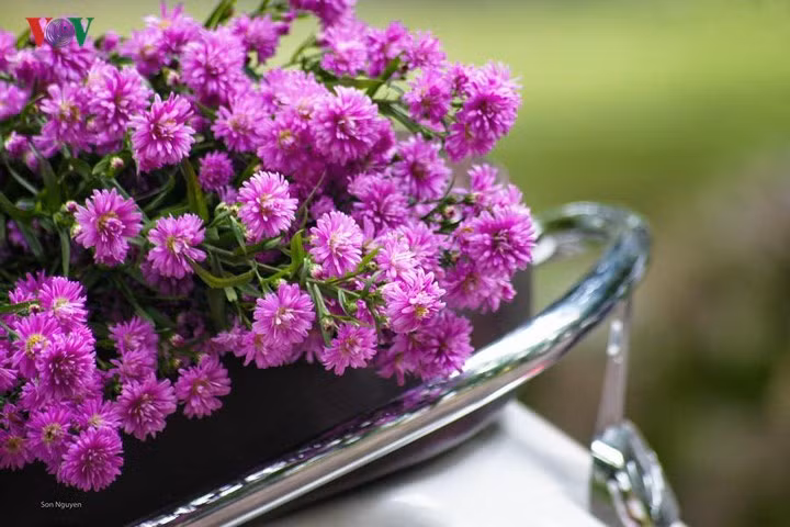  Hoa thạch thảo tím biếc thủy chung.