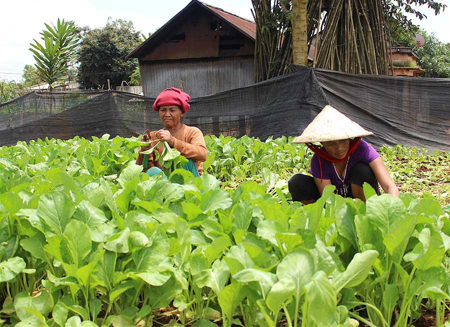 Chuyển đổi cơ cấu cây trồng kịp thời đã giúp bà con không bị thất thu vì nắng hạn. Ảnh: Hồng Thi Chuyển đổi cơ cấu cây trồng kịp thời đã giúp bà con không bị thất thu vì nắng hạn. Ảnh: Hồng Thi