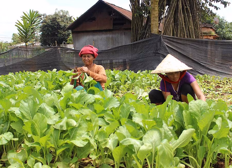 Chuyển đổi cơ cấu cây trồng kịp thời đã giúp bà con không bị thất thu vì nắng hạn. Ảnh: Hồng Thi