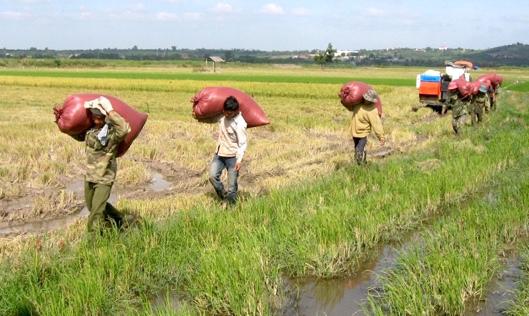  Nông dân Ia Pa thu hoạch lúa. Ảnh: T.Đ