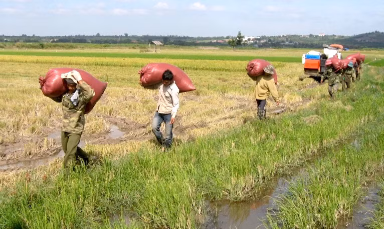  Nông dân Ia Pa thu hoạch lúa. Ảnh: T.Đ