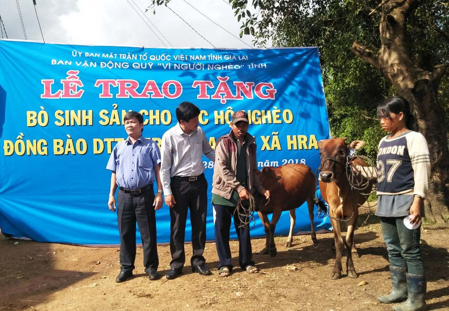 Mỗi hộ được tặng 1 con bò giống sinh sản trị giá 15 triệu đồng. Ảnh: Hồng Thương