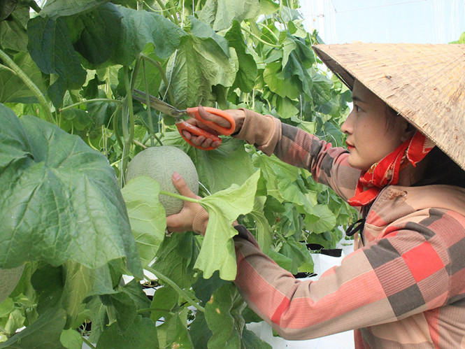 Chị Lê Thị Thắm chăm sóc vườn dưa lưới chuẩn bị cho thu hoạch