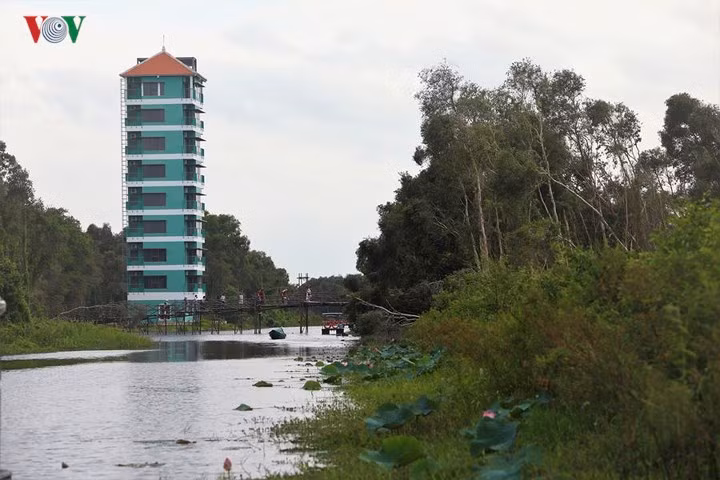  Hiện tháp canh cao 38 m giữa lõi rừng tràm được cải tạo kiên cố, vững chắc hơn. Du khách có thể lưu trú tại đây qua đêm để đón bình mình ngay giữa rừng.