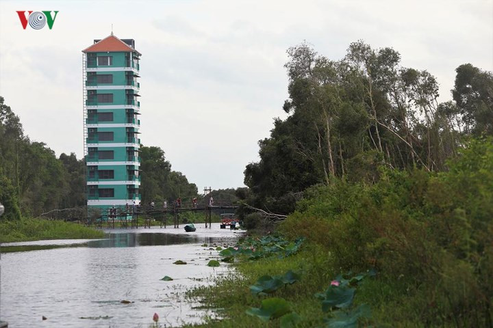  Hiện tháp canh cao 38 m giữa lõi rừng tràm được cải tạo kiên cố, vững chắc hơn. Du khách có thể lưu trú tại đây qua đêm để đón bình mình ngay giữa rừng.