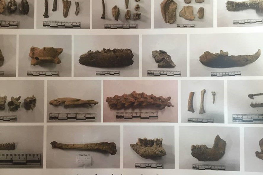  Hình ảnh một số mẫu vật mới nhất được tìm thấy ở hang động núi lửa Krông Nô. Ảnh: P.Đ.