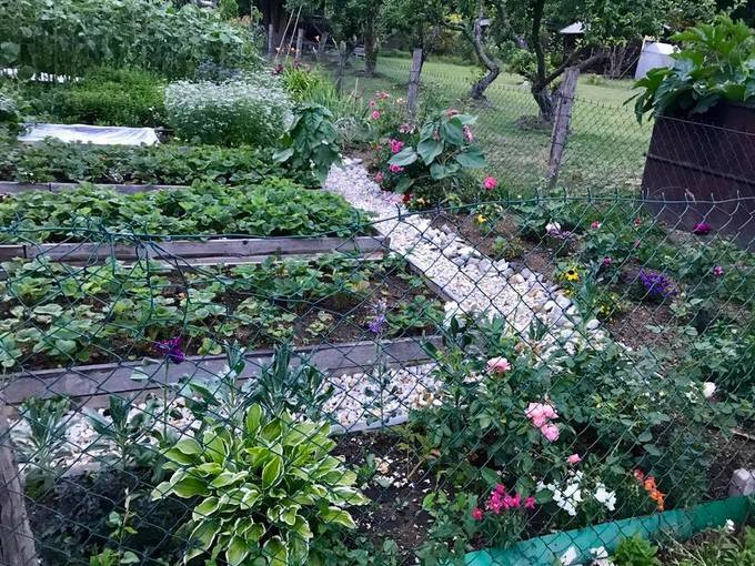 Mê hoa và cây cảnh, chị Huyền còn chăm khu vườn rau và cây ăn trái. Mê hoa và cây cảnh, chị Huyền còn chăm khu vườn rau và cây ăn trái.