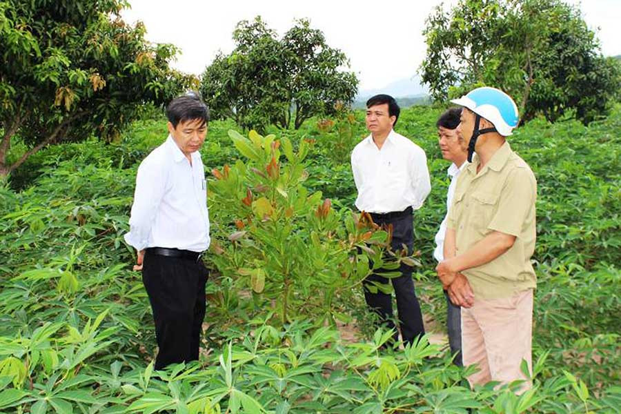  Mô hình trồng mì cao sản xen canh điều cho thu nhập cao. Ảnh: Đức Phương