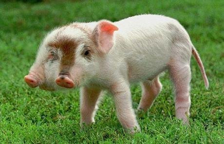  Chú lợn hai đầu Rudy được sinh ra tại trang trại Scott & Vicki Vorwald ở Iowa, Mỹ năm 1997. Chú lợn này nặng gần 6,7kg và đã được bán cho tổ chức cứu hộ động vật 