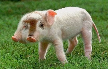  Chú lợn hai đầu Rudy được sinh ra tại trang trại Scott & Vicki Vorwald ở Iowa, Mỹ năm 1997. Chú lợn này nặng gần 6,7kg và đã được bán cho tổ chức cứu hộ động vật 