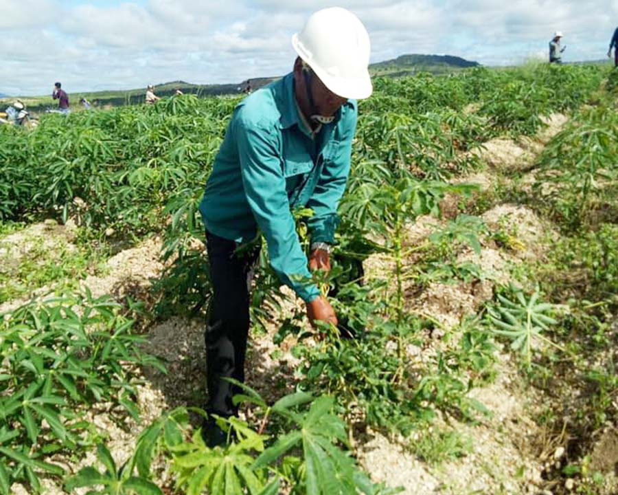 Trạm Trồng trọt và Bảo vệ Thực vật huyện Chư Pưh phối hợp với nhân dân nhổ bỏ và tiêu hủy mì bị nhiễm bệnh khảm lá vi rút. Ảnh: L.N