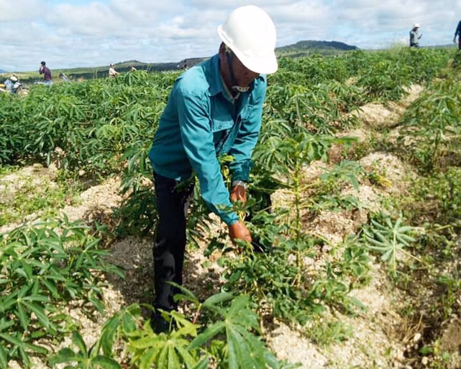 Trạm Trồng trọt và Bảo vệ Thực vật huyện Chư Pưh phối hợp với nhân dân nhổ bỏ và tiêu hủy mì bị nhiễm bệnh khảm lá vi rút. Ảnh: L.N