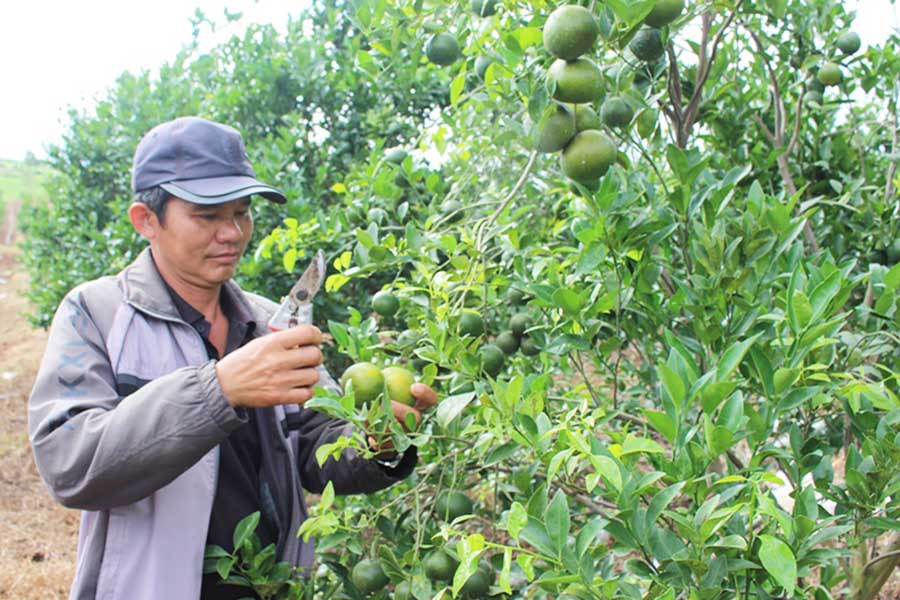  Vườn quýt đường của anh Lê Văn Năm cho năng suất cao. Ảnh: T.B