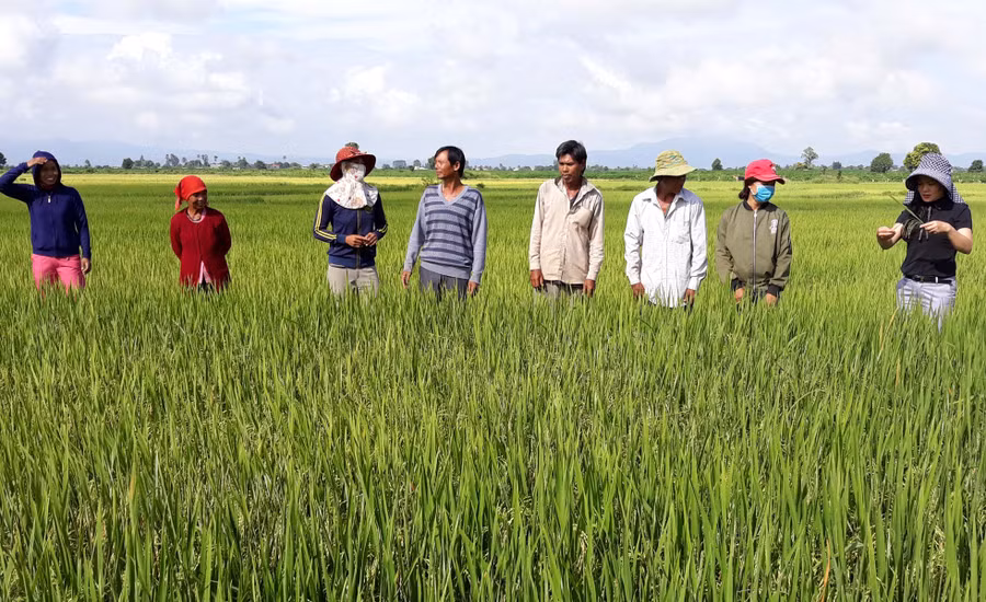 Tham quan mô hình tại xứ đồng Plei Toan 1- xã Ia Kdăm. Ảnh: Mai Linh