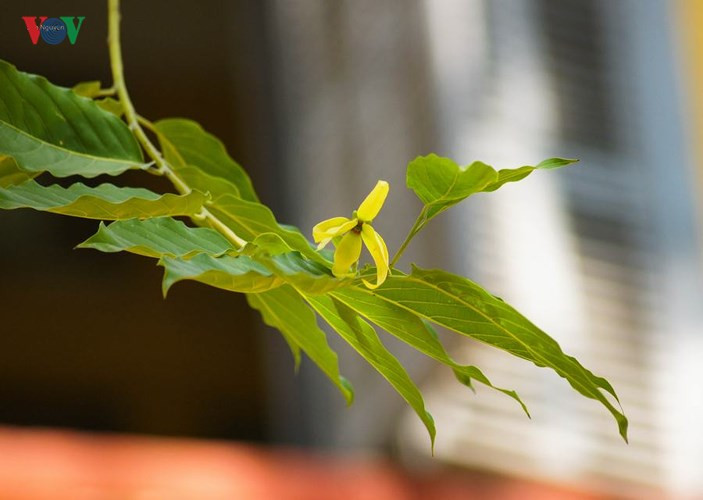 Ta còn em, mùi hoàng lan…