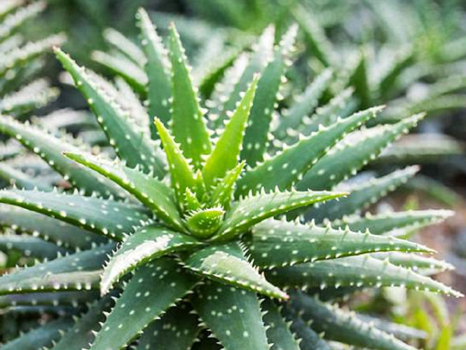 Nha đam có khả năng làm sạch không khí và lọc các chất gây ung thư phổ biến