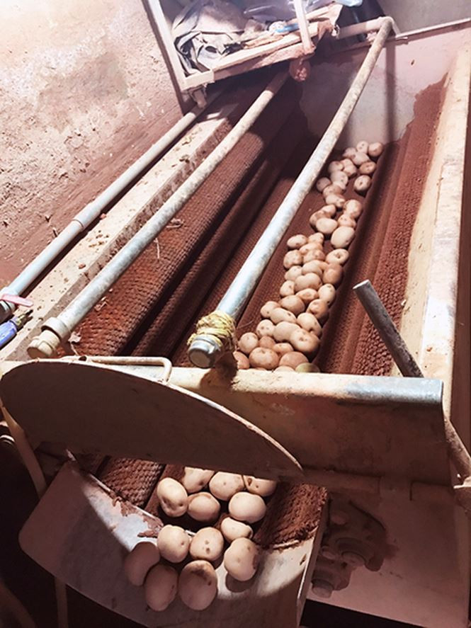 Dùng máy móc để tẩm đất đỏ Đà Lạt vào khoai tây Trung Quốc Dùng máy móc để tẩm đất đỏ Đà Lạt vào khoai tây Trung Quốc