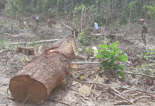 Hiện trường tàn phá rừng phòng hộ tại tiểu khu 701 của Công ty Lâm nghiệp Ea Kar. Ảnh: Cao Nguyên