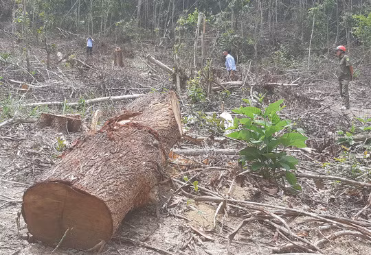 Hiện trường tàn phá rừng phòng hộ tại tiểu khu 701 của Công ty Lâm nghiệp Ea Kar. Ảnh: Cao Nguyên