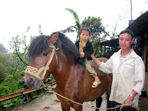 Ngựa là người bạn thân thiết của đồng bào vùng cao Bắc Hà