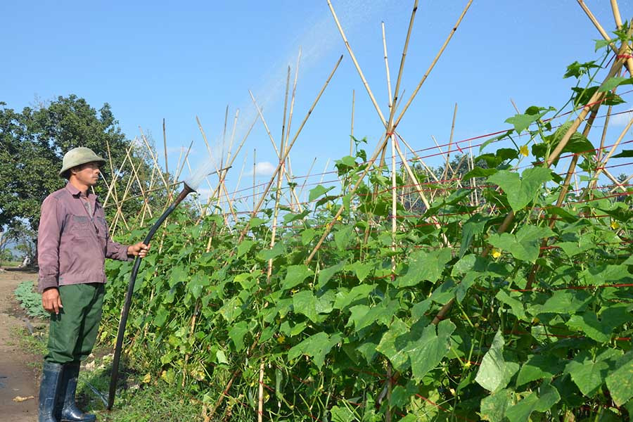  Cải tạo vườn tạp trồng rau xanh cho thu nhập khá. Ảnh: Đ.P