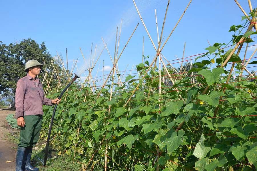  Cải tạo vườn tạp trồng rau xanh cho thu nhập khá. Ảnh: Đ.P