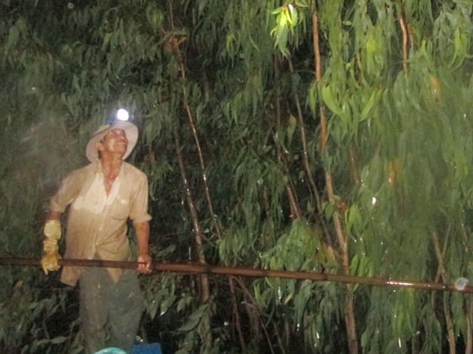 Ông To đi săn chuột trong đêm ẢNH: THANH DŨNG