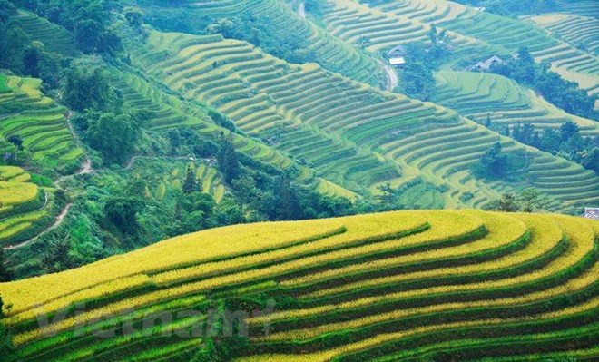  Rực rỡ mùa lúa chín vàng tại huyện Hoàng Su Phì. (Ảnh: Vũ Bắc/TTXVN)