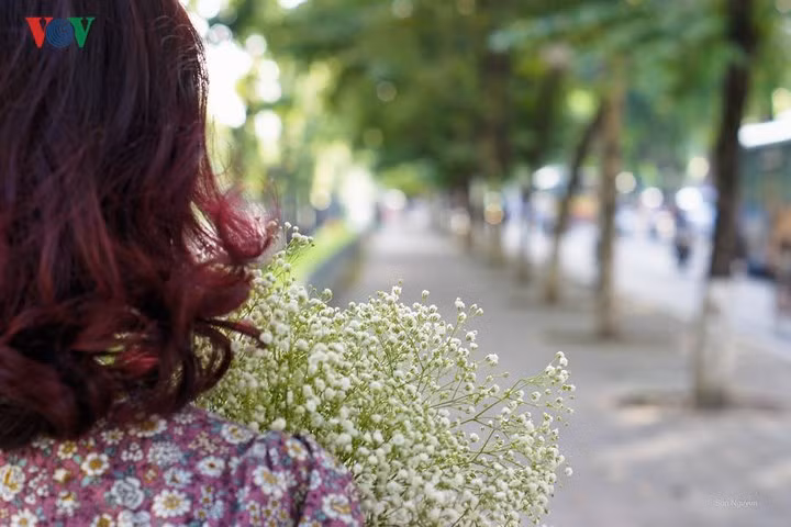  Hoa mùa thu Hà Nội đẹp dịu dàng và tinh khiết, phải chăng vậy nên mùa thu hay được nhắc đến trong thi ca về tình yêu nhiều sâu lắng của người dân nơi đây.