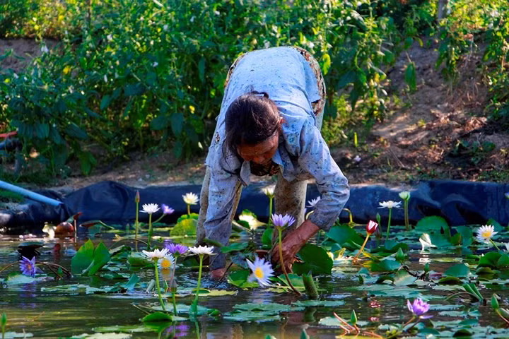Hàng ngày, anh Khanh và người thân lội xuống ao ươm hoa súng tìm bắt ốc sên và ngắt đi những lá bị thối.