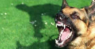 Ảnh minh họa (nguồn: internet)