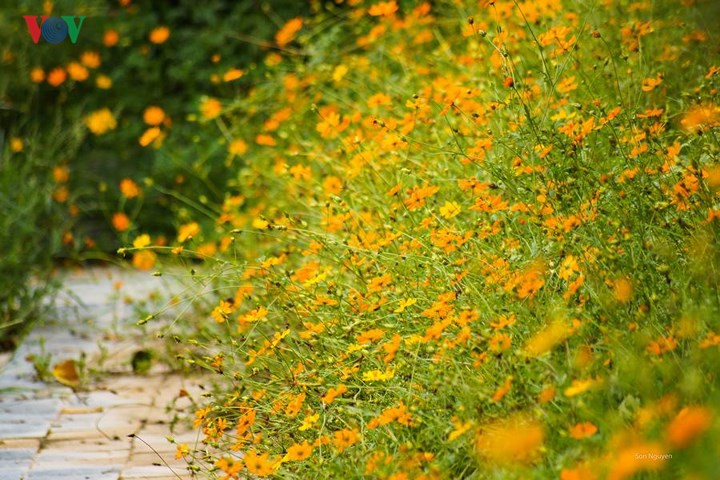  Khi mùa thu về, vẻ đẹp của những cánh hoa dại bên đường, của những đóa hoa chưa biết tên bên những bờ tường rêu cũ…cũng đủ khiến ta ngỡ ngàng, đắm say.